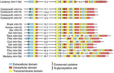 New Insights Into the Evolutionary History of Melatonin Receptors in Vertebrates, With Particular Focus on Teleosts